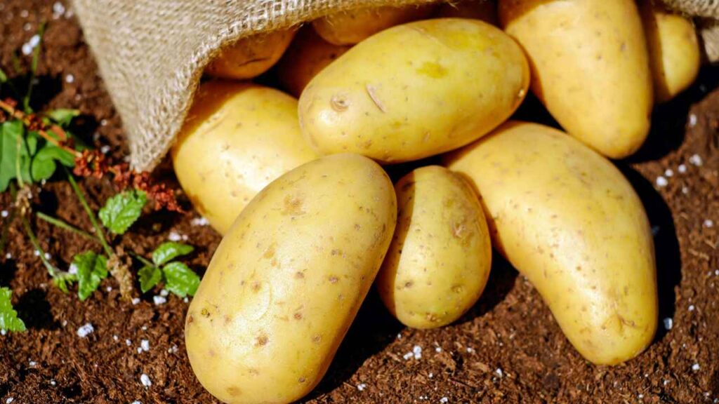 Sacco di patate