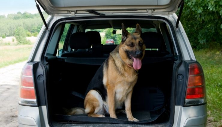 Cane nel bagagliaio