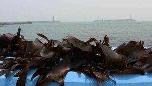 Alghe - fonte Pixabay - mobilitasostenibile.it