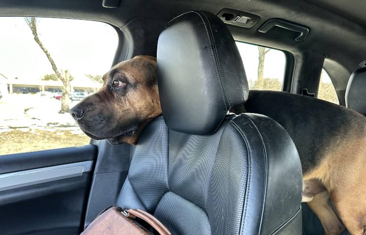 Cane sui sedili posteriori che sporge con la testa in avanti sul sedile passeggero anteriore
