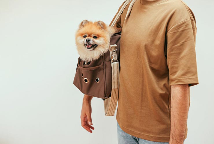 Trasporto-cane-Foto-di-Cup-of--Couple-da-Pexels-MobilitàSostenibile.it