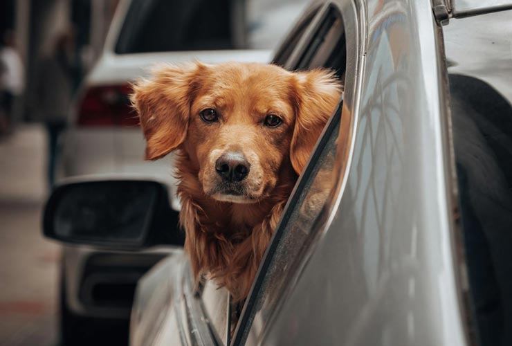 Trasporto cani in auto