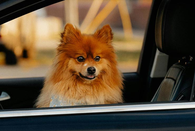 Cane-in-auto-Foto-di-Taylor-Thompson-da-Pexels-MobilitàSostenibile