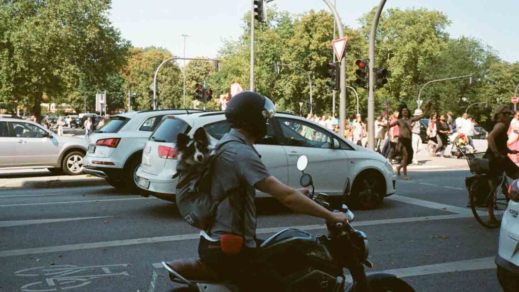 Cane-in-moto-Foto-di-Darya-Sannikova-da-Pexels-MobilitàSostenibile