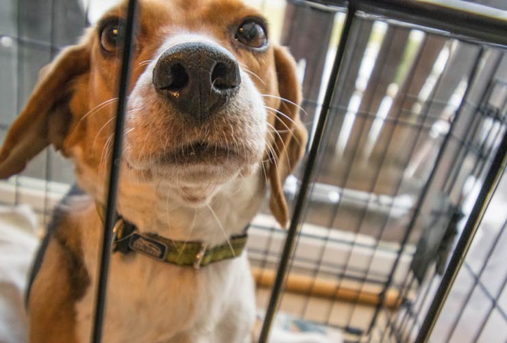 Kennel-cane-Foto-di-Hilary-Halliwell-da-Pexels-MobilitàSostenibile