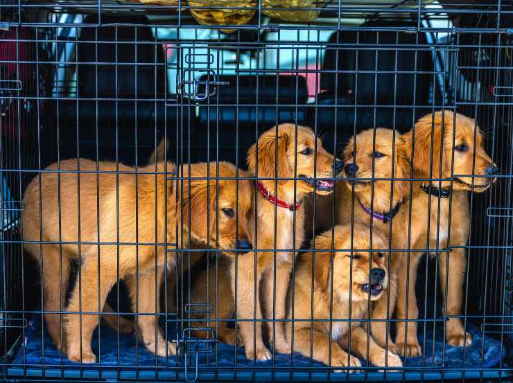 Cani nella gabbia per auto