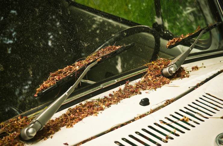 Parabrezza auto sporco di foglie