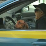 Anziano alla guida dell'auto con il suo cane