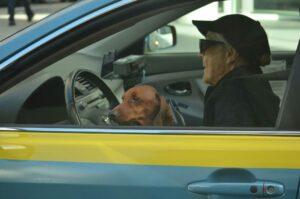 Anziano alla guida dell'auto con il suo cane