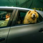 Cane affacciato al finestrino dell'auto