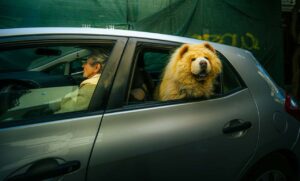 Cane affacciato al finestrino dell'auto