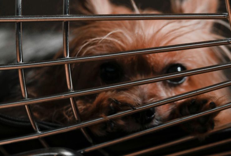 cane in auto dentro alla gabbia: primo piano